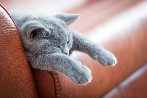 grey kitten relaxed