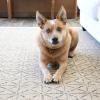 Dog stilling on a indoor outdoor stall night rug super durable for pets and easy to clean.