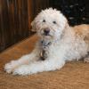 Dog sitting on tan hemp rug. Warm and pet friendly rug, custom size. 