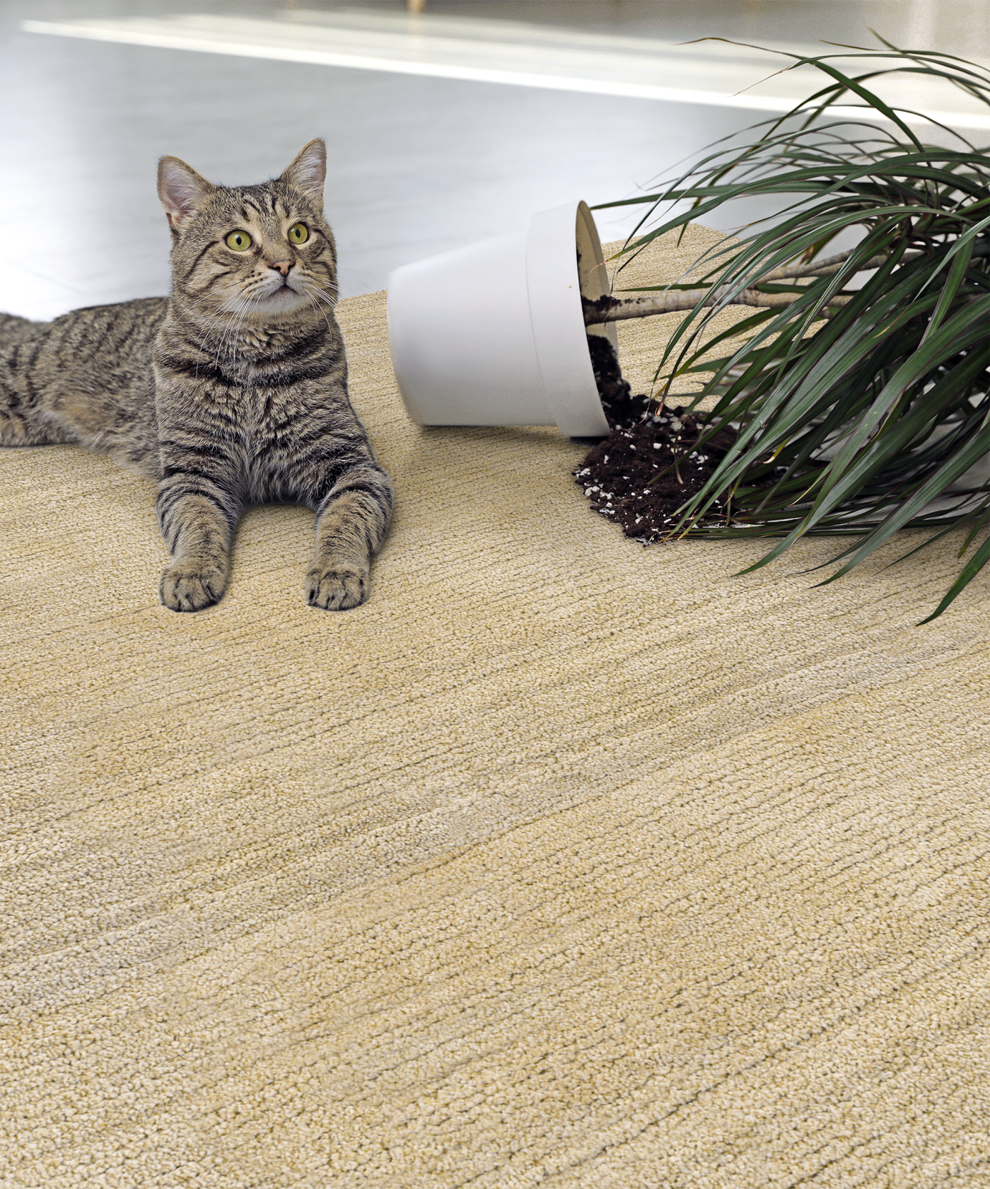 Augusta Luxury Performance Nylon Rug Collection | Sisal Rugs Direct