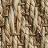 Seagrass  Seashell