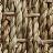 Seagrass  Seashore