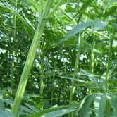 Photo of Hemp Grass Plants
