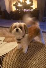 Dog standing on a pet friendly sun sisal area rug