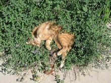 cat in cat nip