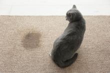 cat urine on carpet