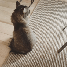 Cat on a Sisal Area Rug