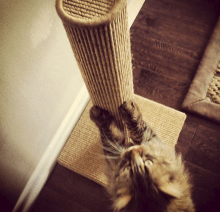 Three Cats Enjoying Sisal Cat Scratching Accessories