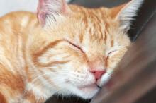 cat sleeping on sofa