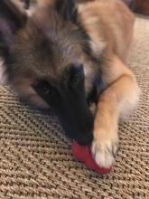 German shepard dog on seagrass rug chewing toy.