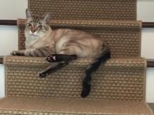 match your cat to your rug