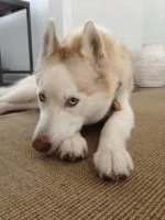 dog laying on sand color boucle sisal rug