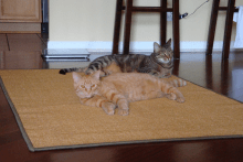 two cats laying on sisal rug - pet friendly sisal rugs