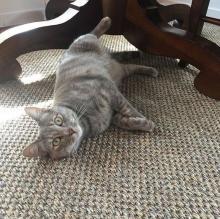 Pets Love Natural Fiber Rugs.