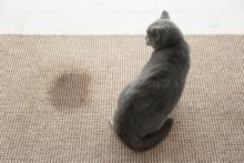 pet stains on a jute rug