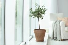 Embrace Your Green Thumb