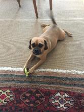 puggle on a pet friendly indoor outdoor sisal rug