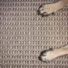 puppy paws on a rug