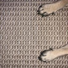 puppy paws on a rug