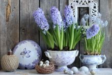 Flowers for spring