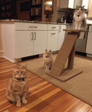 Three Cats on a Boucle Sisal Rug in a Kitchen