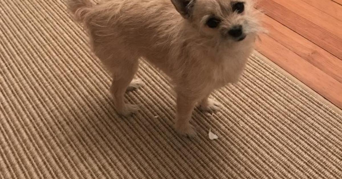 Pet-friendly Interior Design: Decorating with Fur Babies