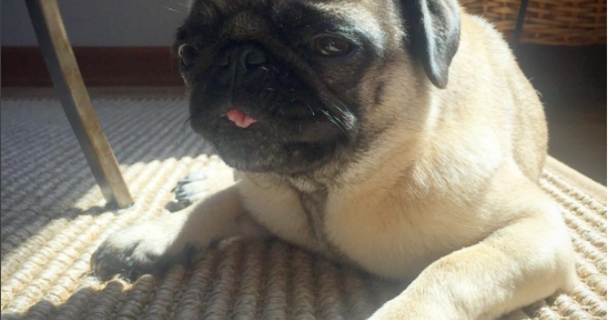Pet-Friendly Area Rugs: 3 Reasons Why Pets Love Natural Fiber Rugs ...