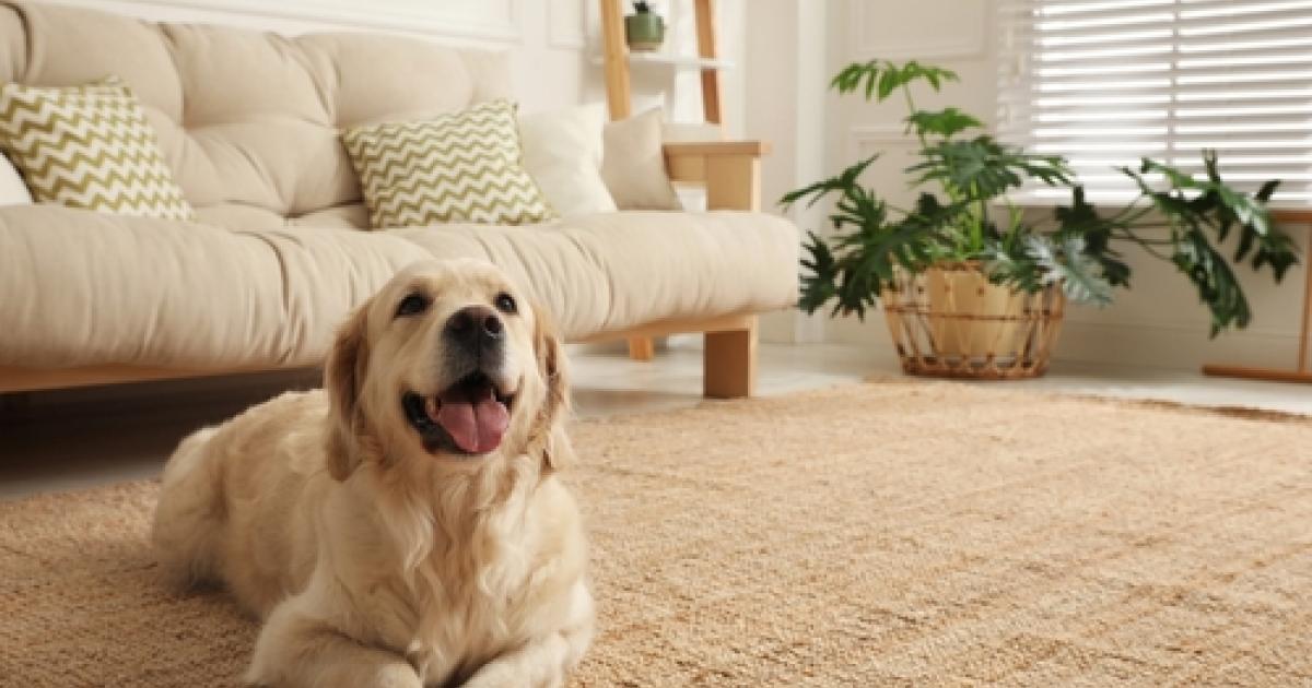 Why do rugs smell bad? Sisal Rugs Direct