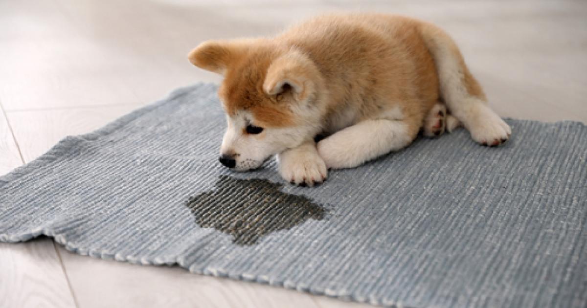 8 Signs It’s Time To Replace Your Rug