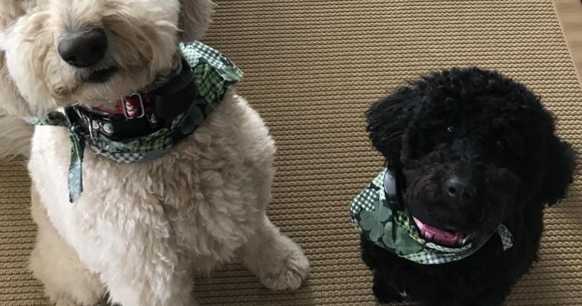 Are Polypropylene Rugs Safe for Pets? You Bet! Sisal Rugs Direct